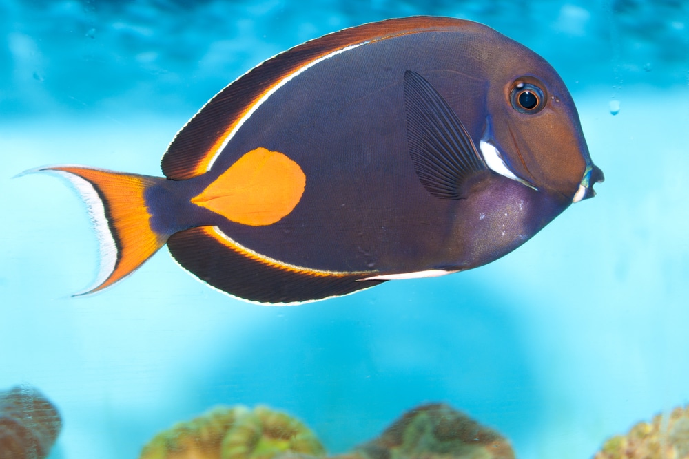 Achilles Tang (Acanthurus achilles)