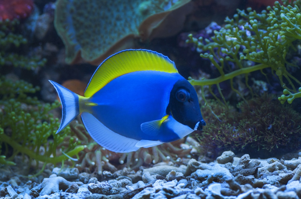 powder blue tang