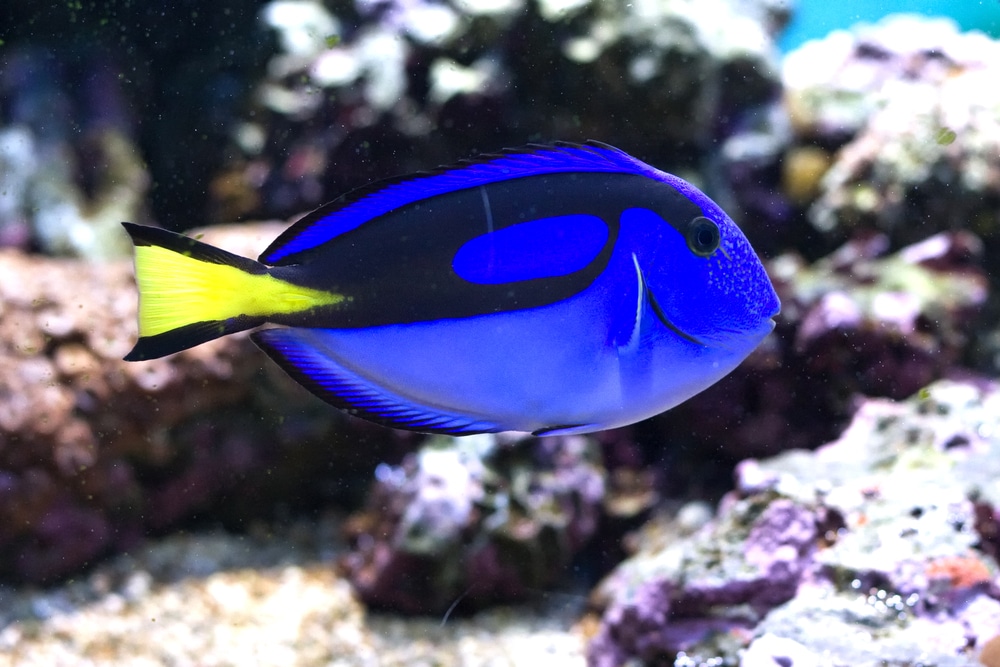 royal blue tang