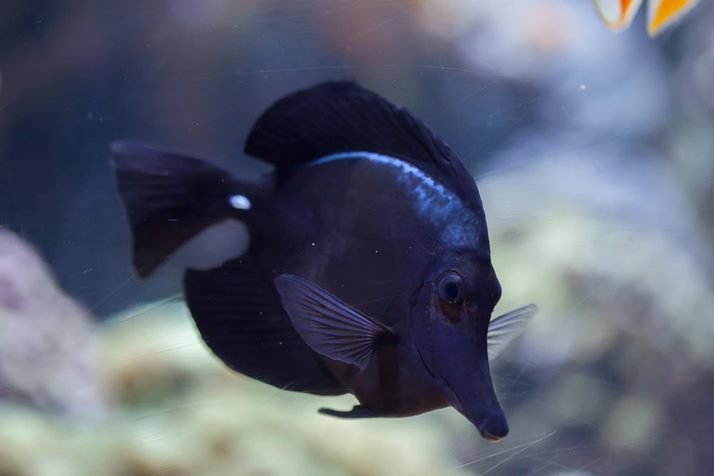 Black longnose tang (Zebrasoma rostratum)