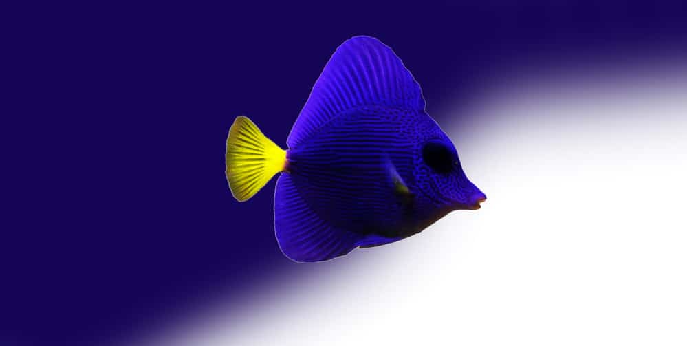 Zebrasoma xanthurum purple tang