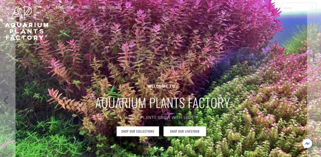 aquarium plants factory