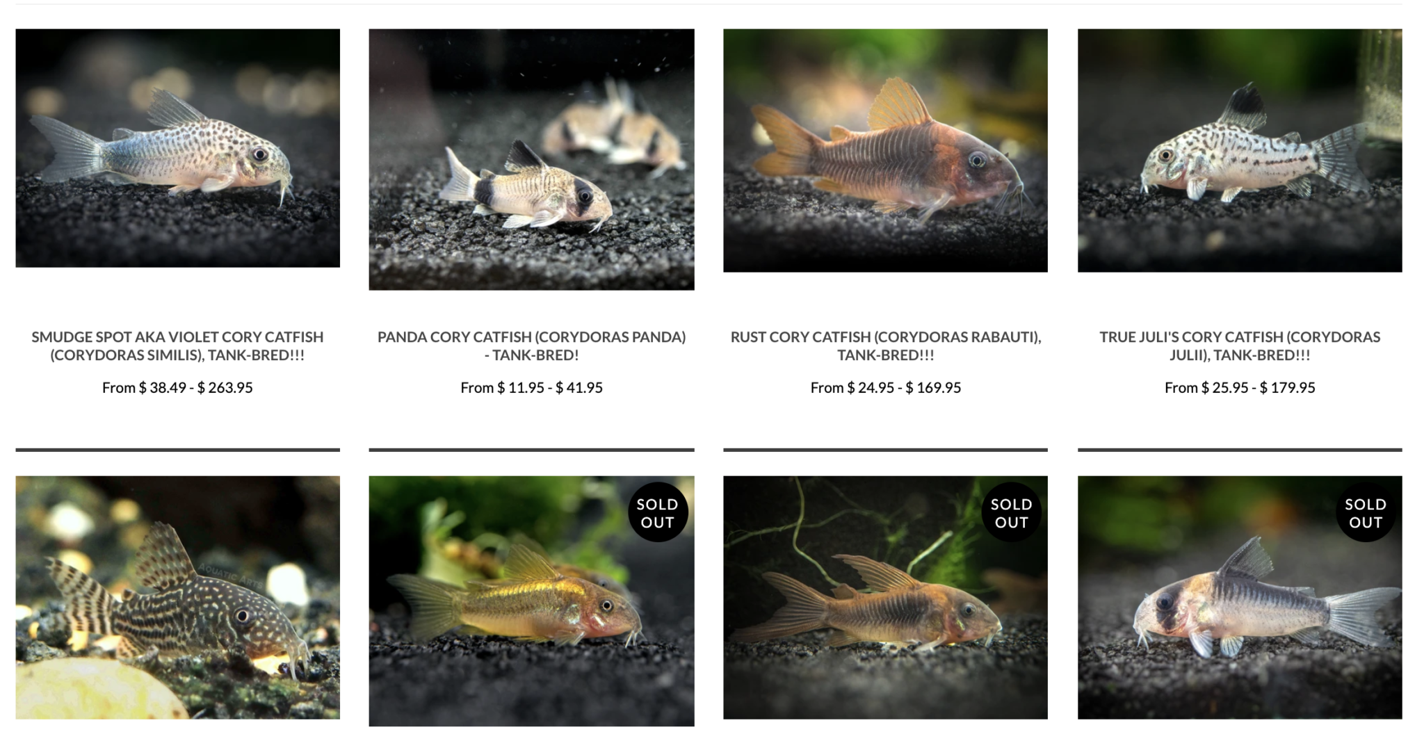 12 Best Online Fish Stores to Buy Live Fish, Plants, Shrimp & More