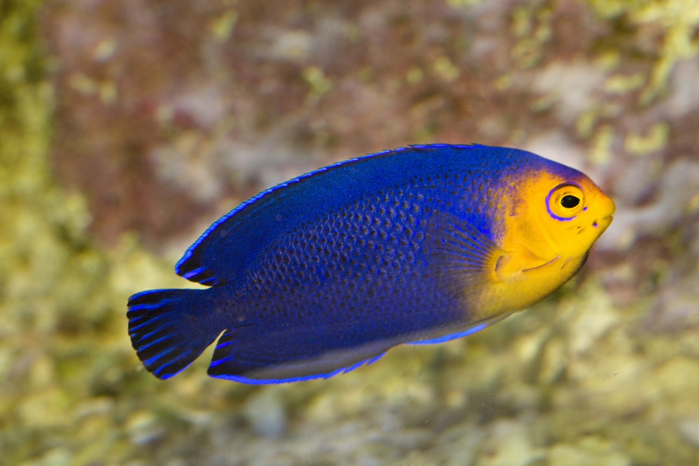 Pygmy یا Cherub Angelfish (Centropyge argi)