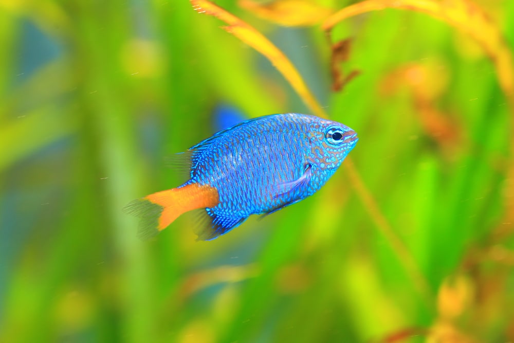 yellow tail damselfish