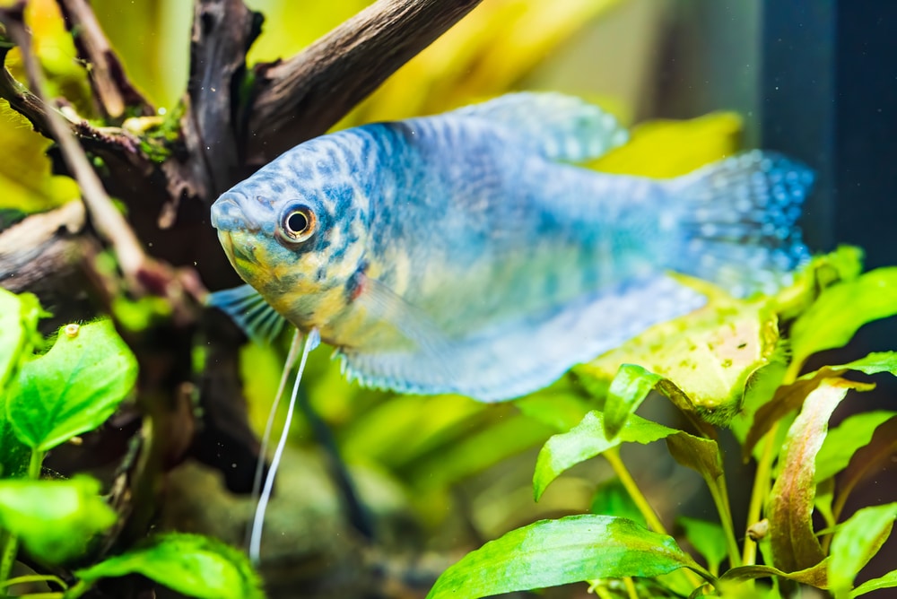 Opaline Gourami 