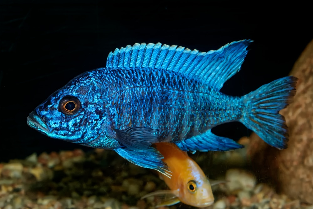 blue peacock cichlid