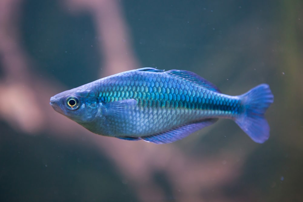 Lake Kutubu rainbowfish (Melanotaenia lacustris)