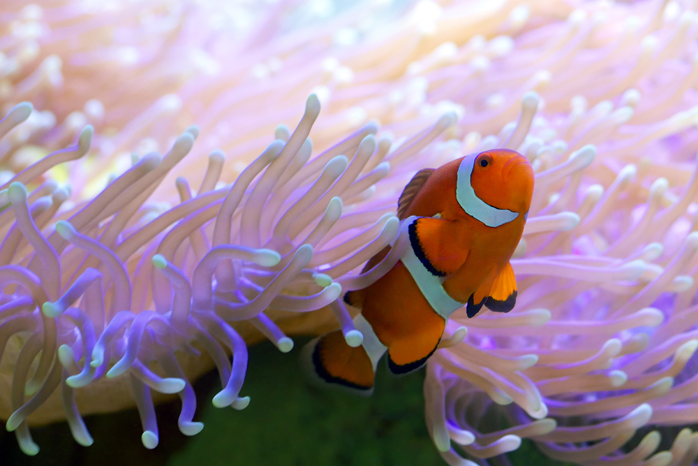 clownfish aquarium