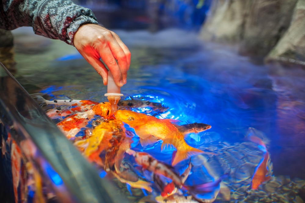 homemade fish food in aquarium