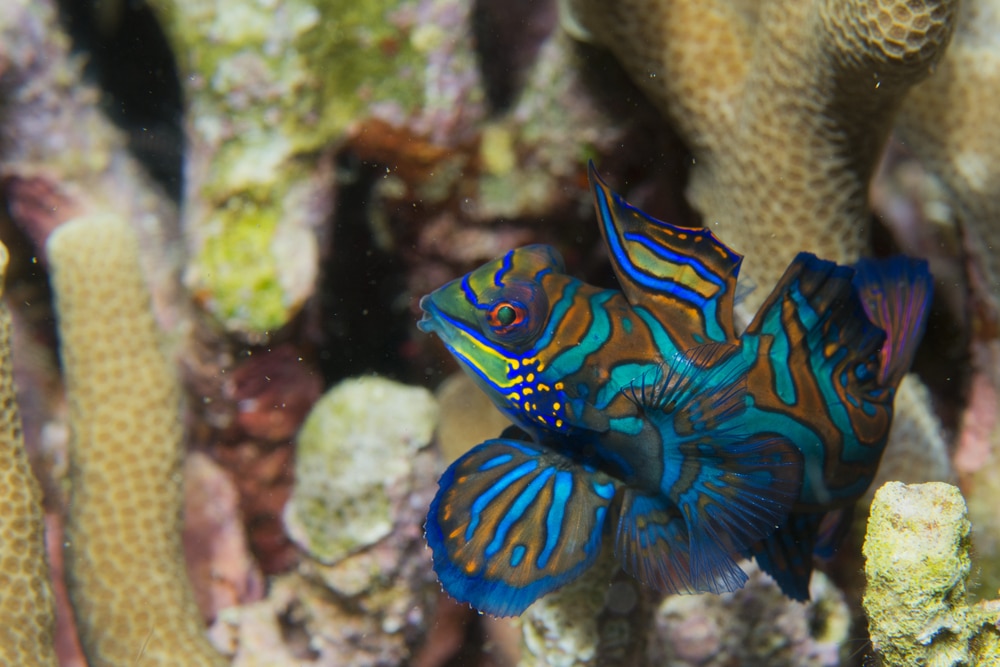 Mandarim goby