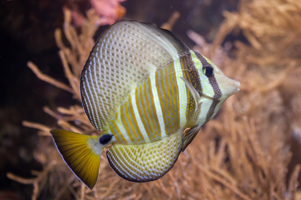 Sailfin tang (Zebrasoma veliferum)