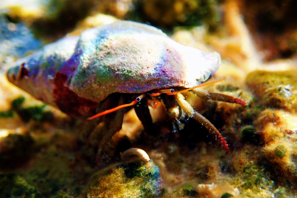 saltwater hermit crab