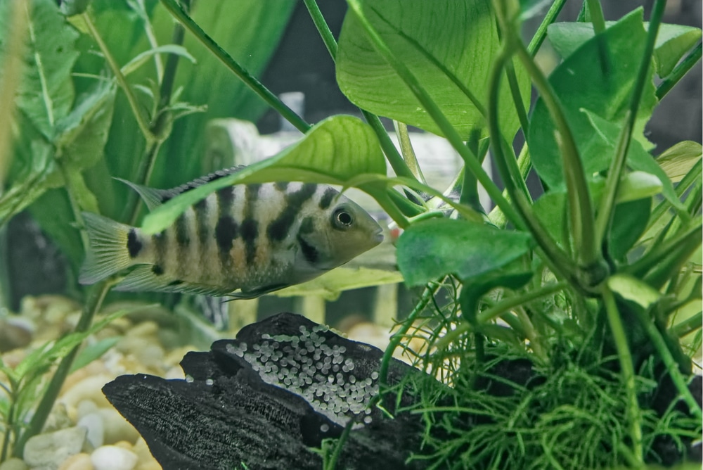 convict cichlid spawning