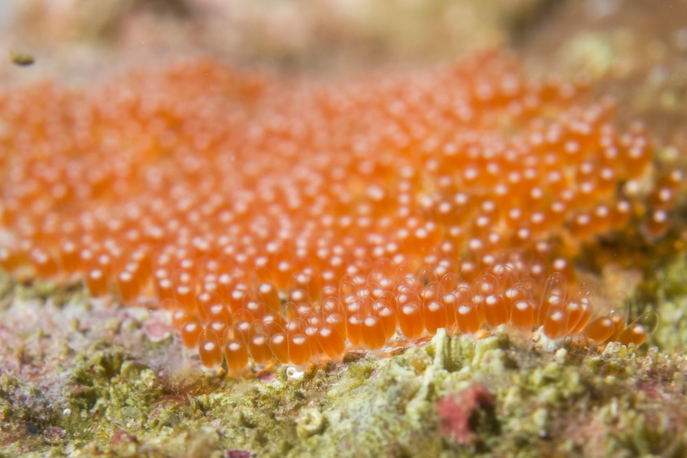 Clownfish eggs