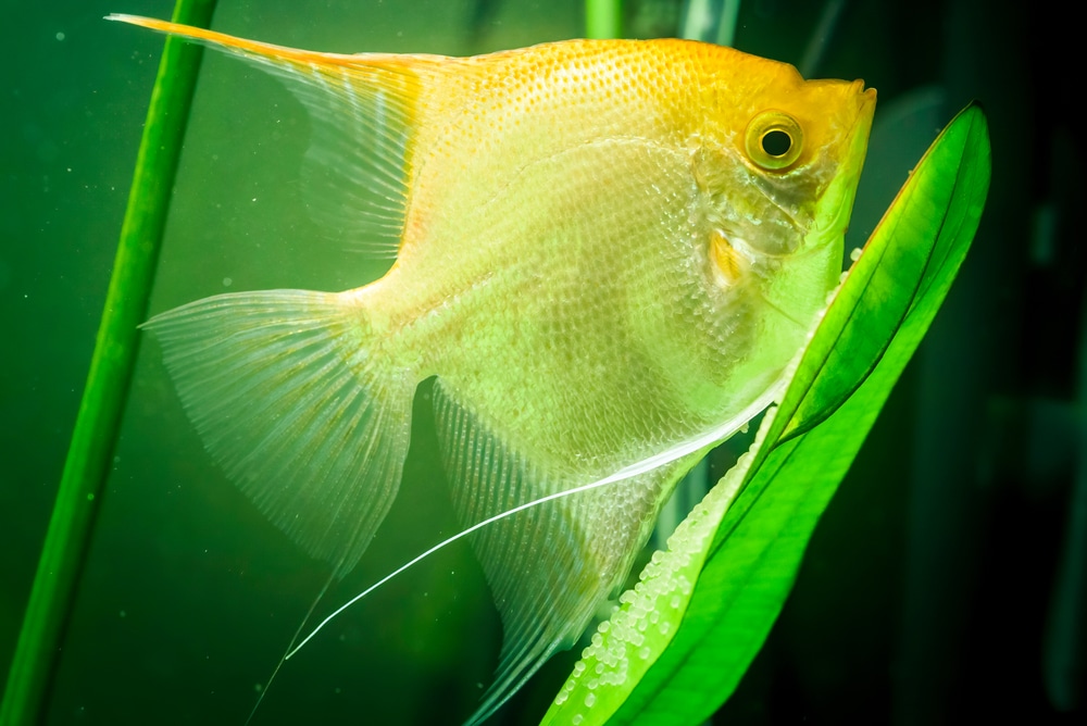 angelfish laying eggs