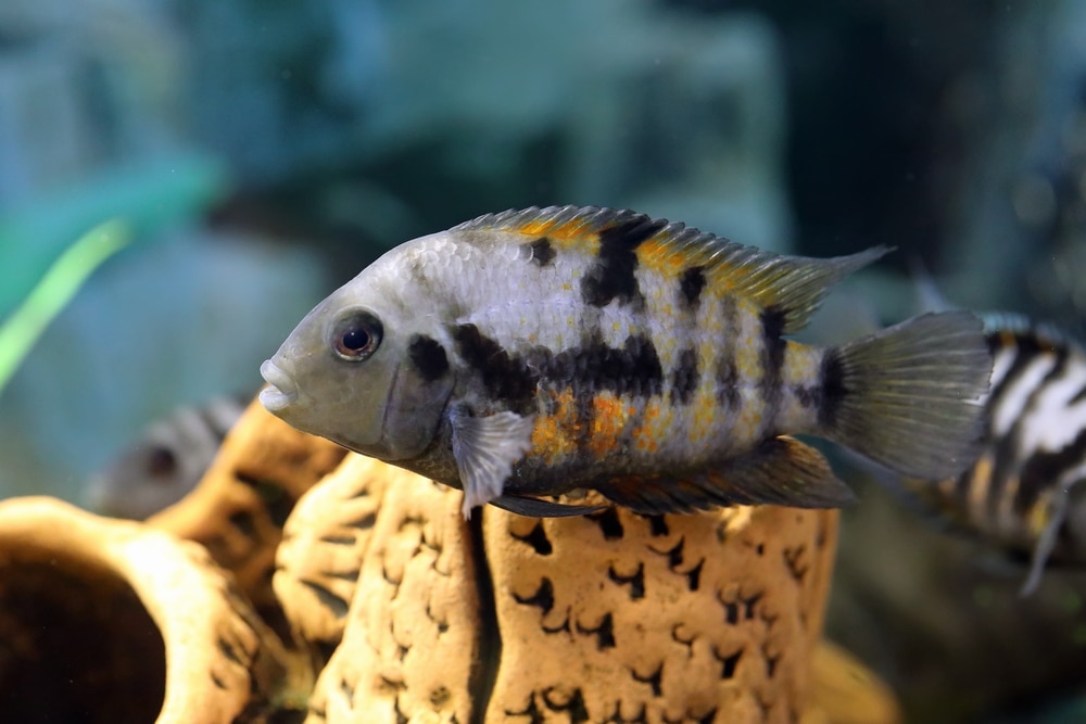 10 Best Convict Fish Cichlid Tank Mates (Compatibility Guide)