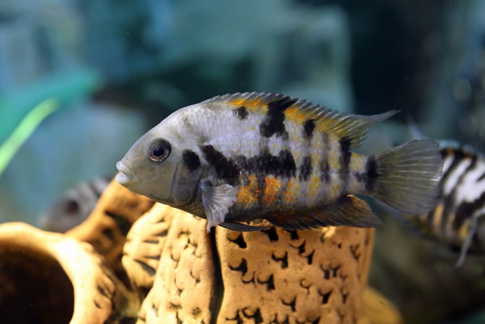 convict cichlid