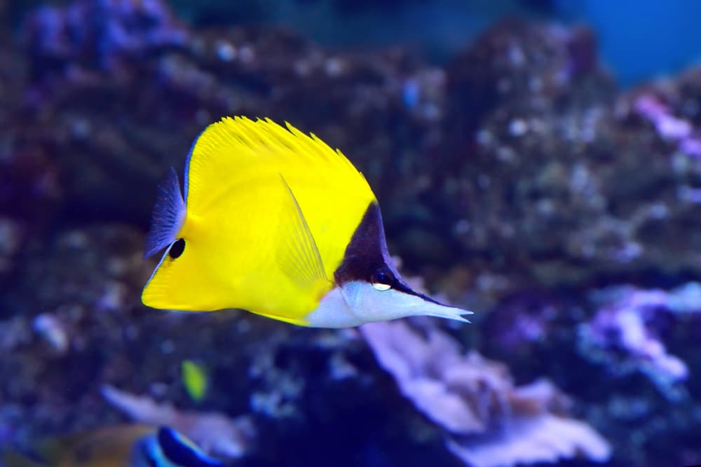 Yellow Longnose Butterflyfish Forcipiger flavissimus