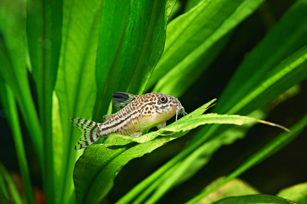 Corydoras julii