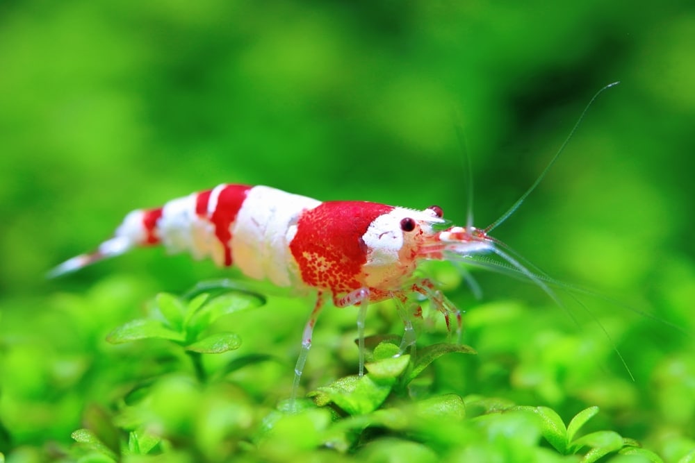 crystal red shrimp