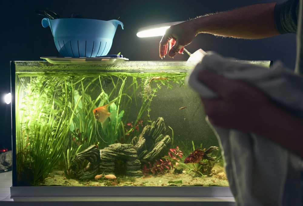 fish tank maintenance