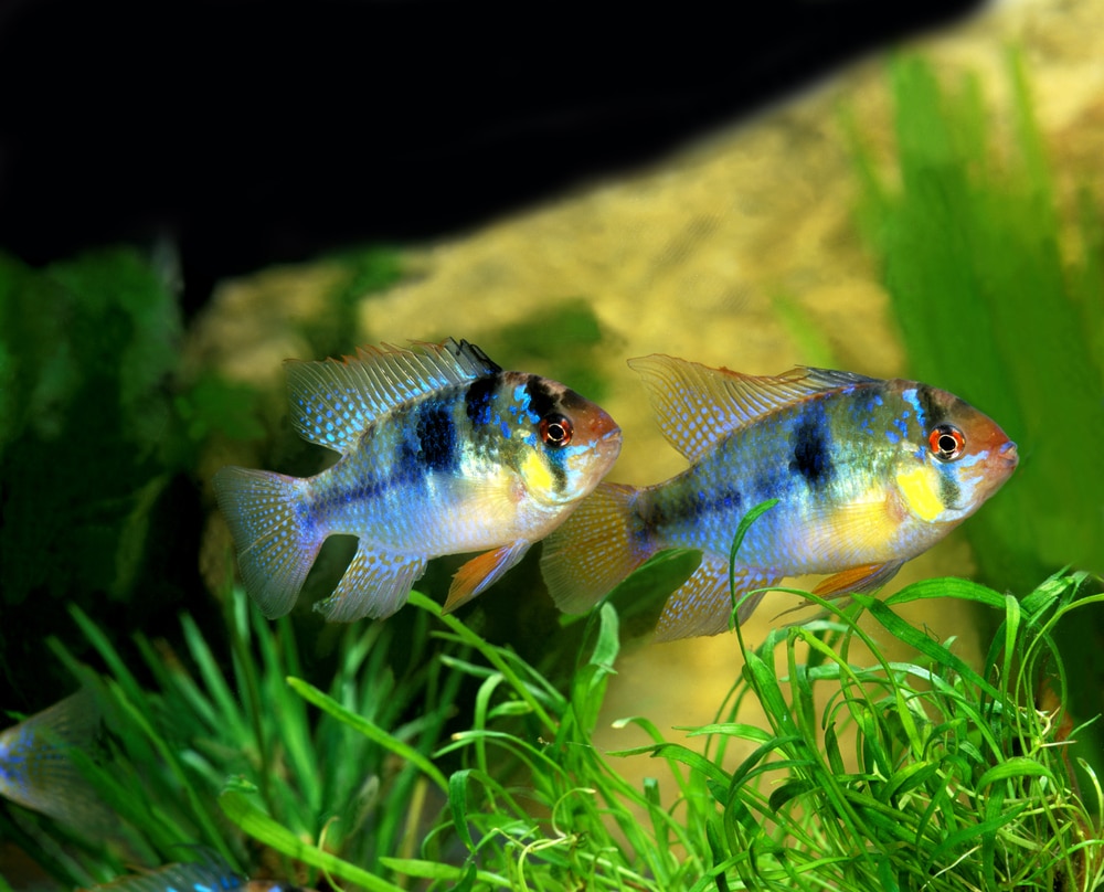 german blue ram