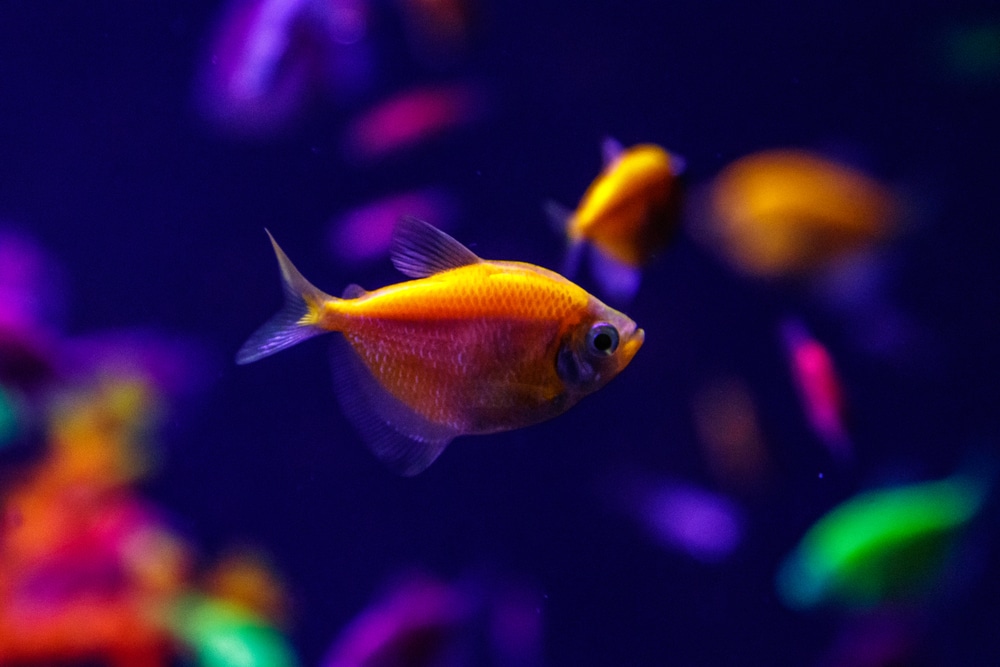 glofish