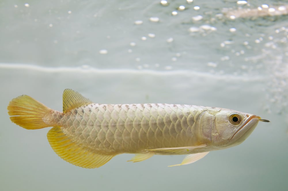 Gold Arowana fish
