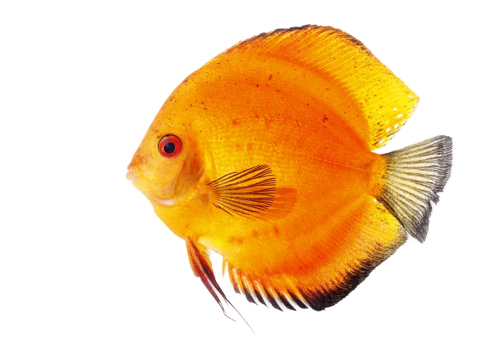 yellow Discus