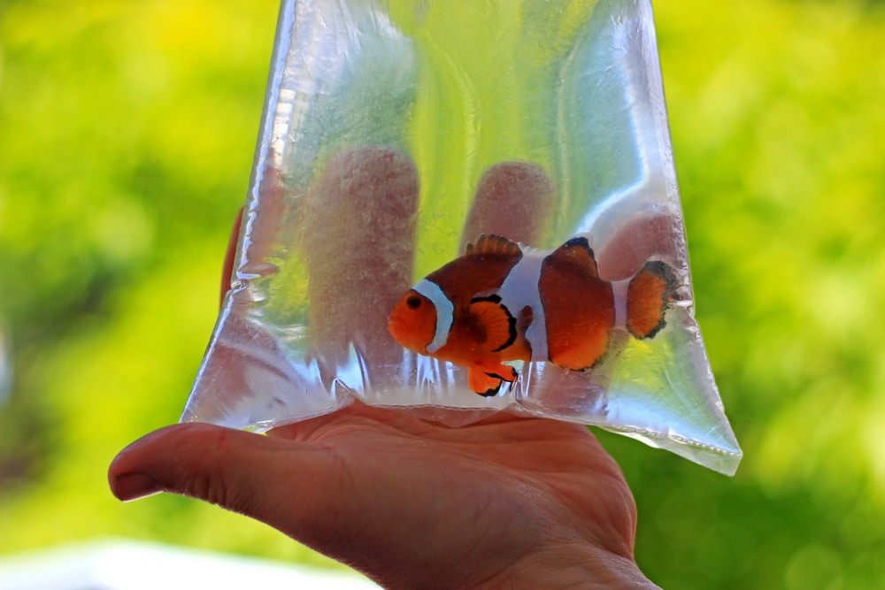 aquarium fish in bag