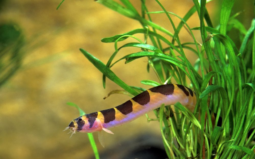 kuhli loach in aquarium