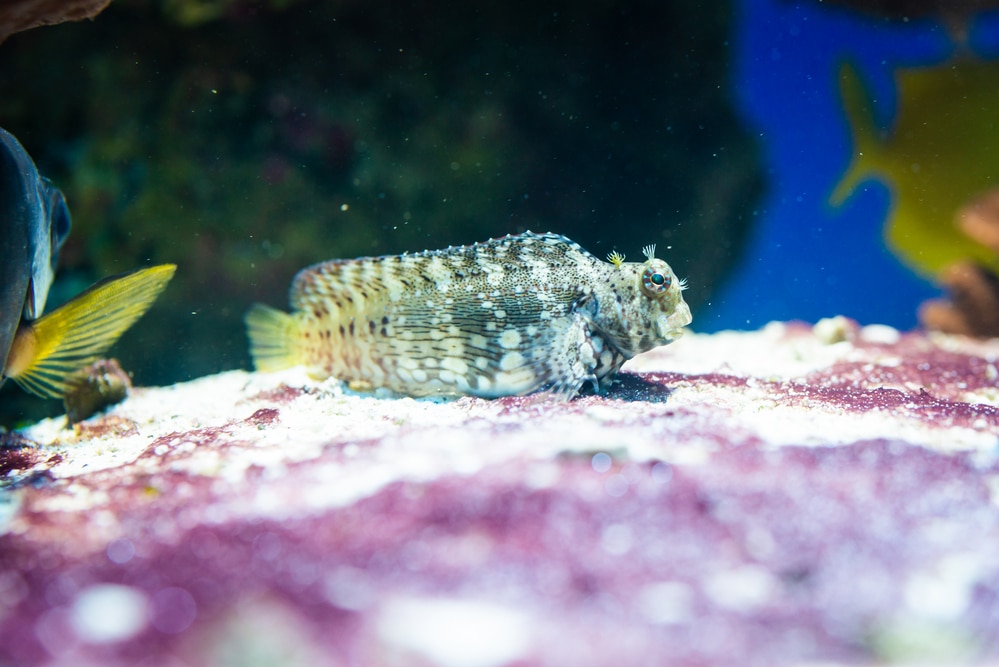 lawnmower blenny