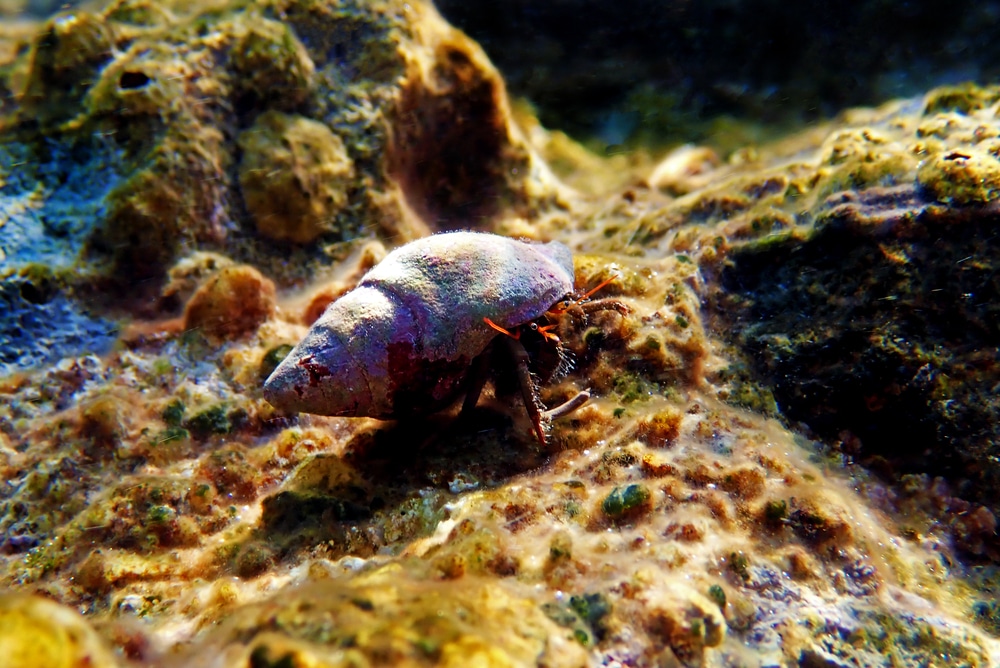 saltwater clean up crew hermit crab