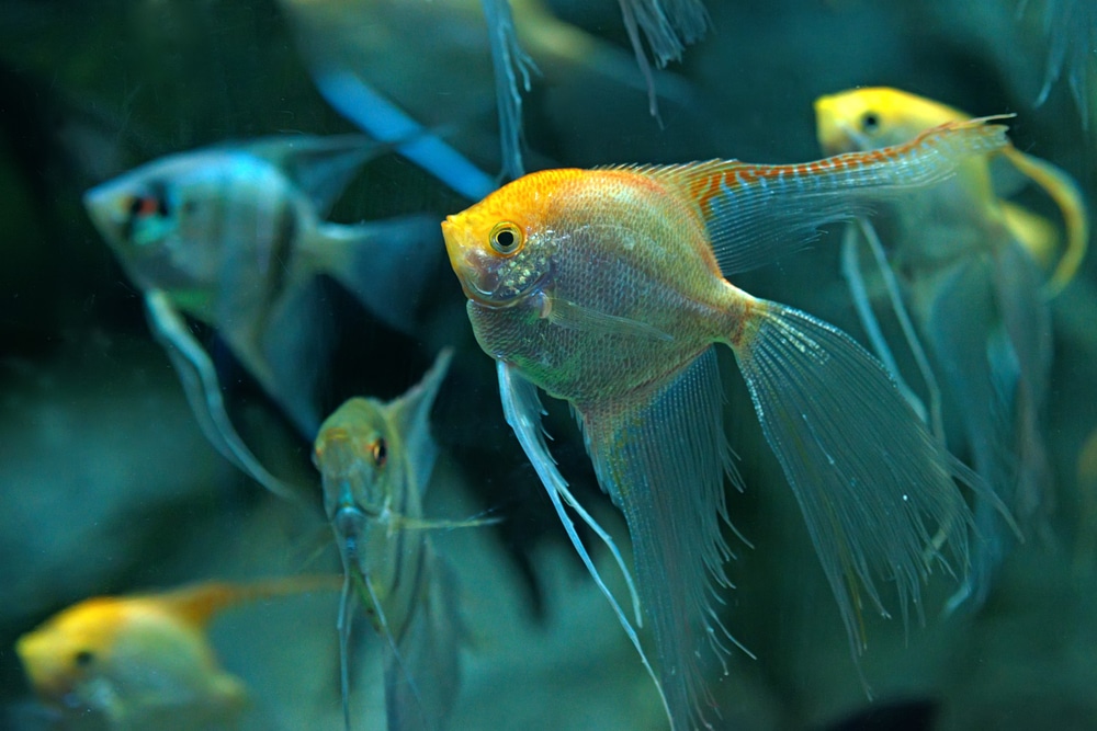 yellow angelfish