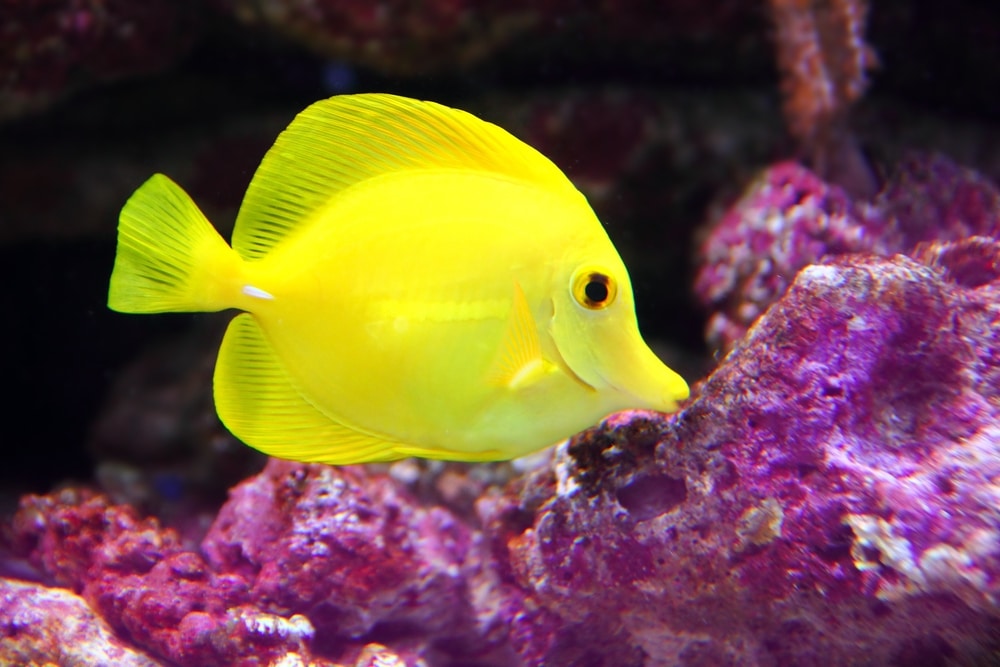 yellow fish