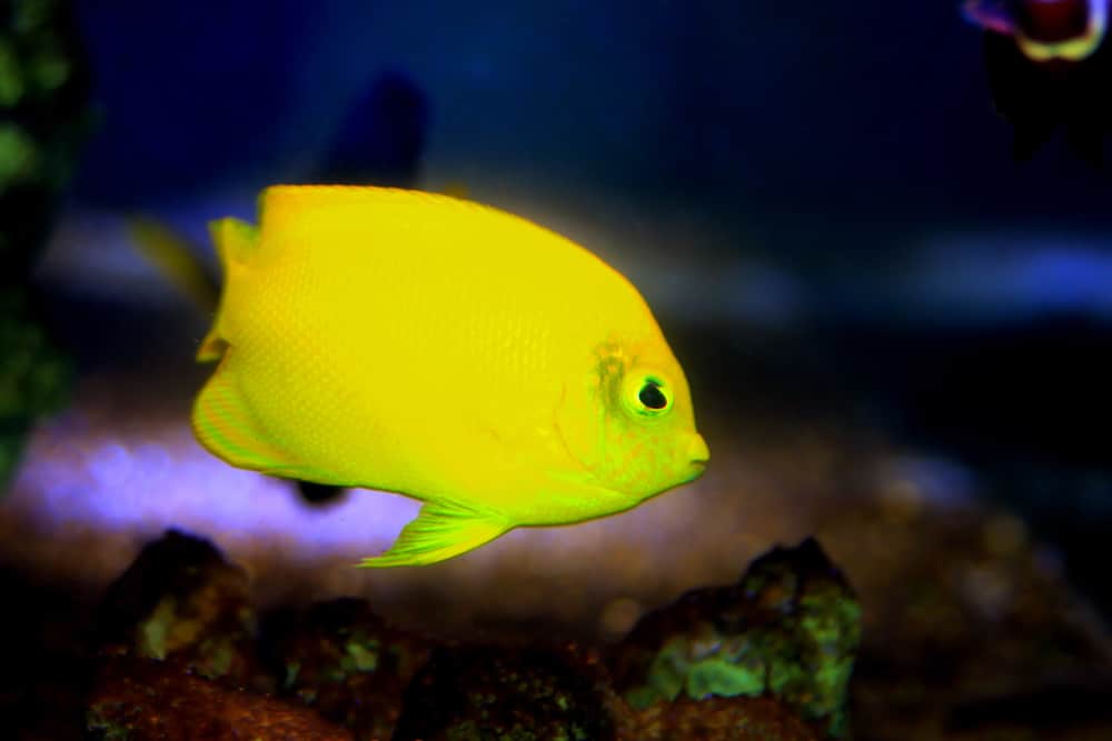 yellow angelfish