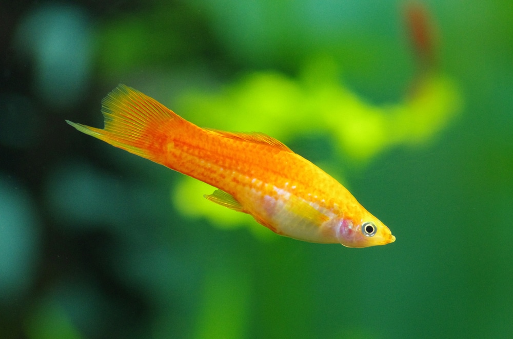 yellow swordtail