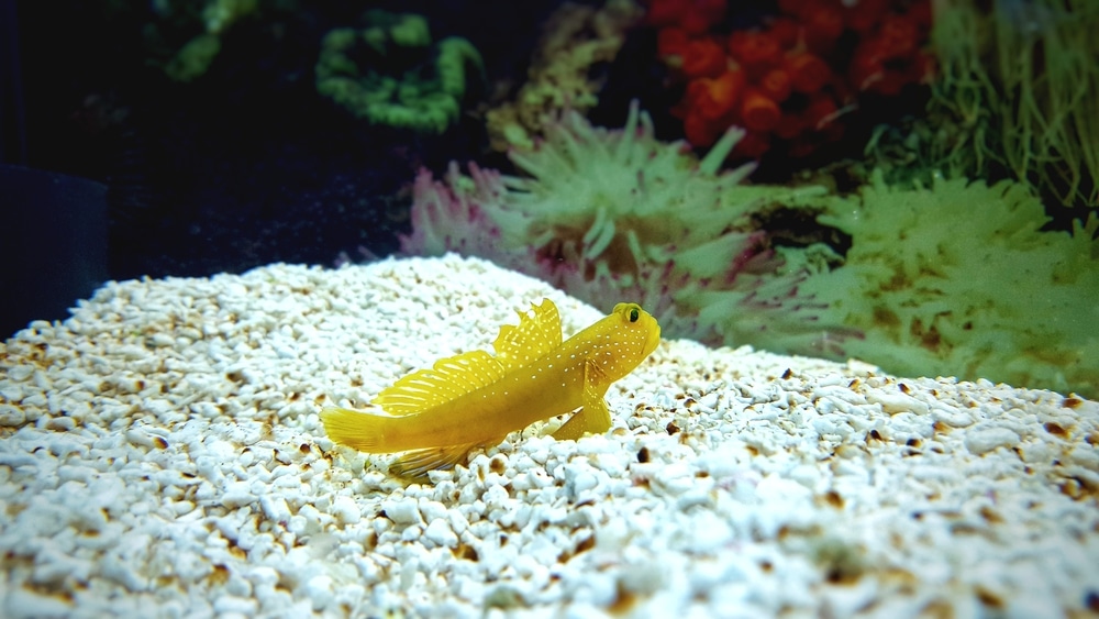 yellow watchman goby