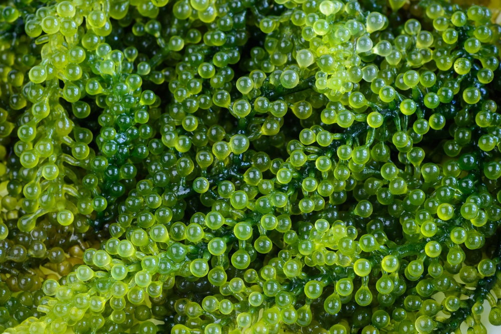 Sea Grapes (Caulerpa Lentillifera)