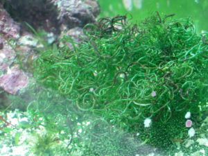 Image showcasing 10 Types of Macroalgae & Saltwater Plants for Reef Tanks