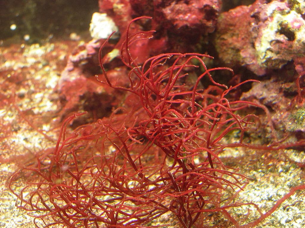 Red Gracilaria