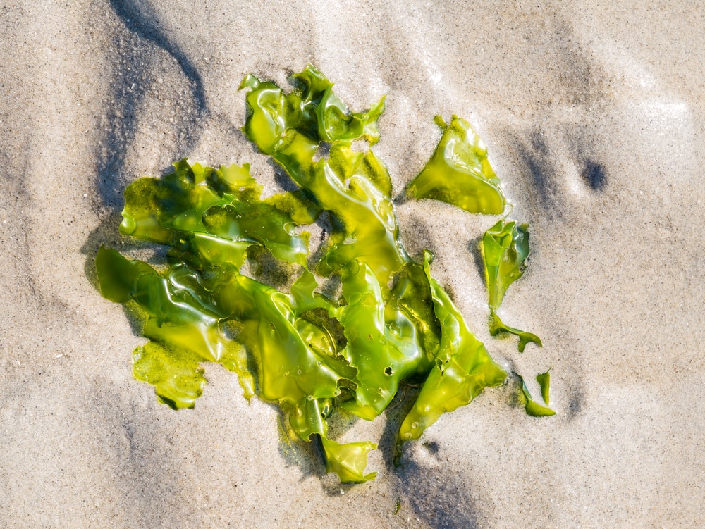 Sea lettuce - Ulva lactuca