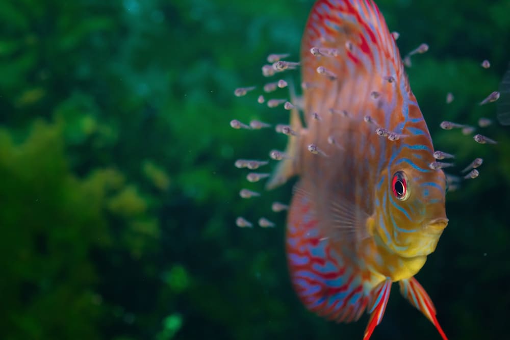 baby discus fish eating infusoria