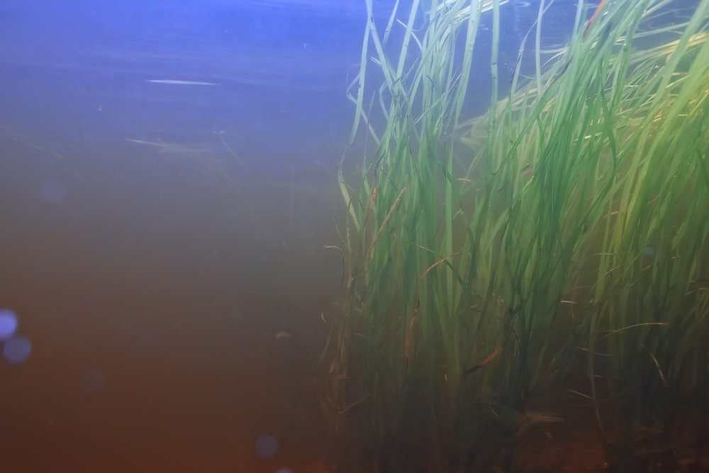 brown aquarium algae