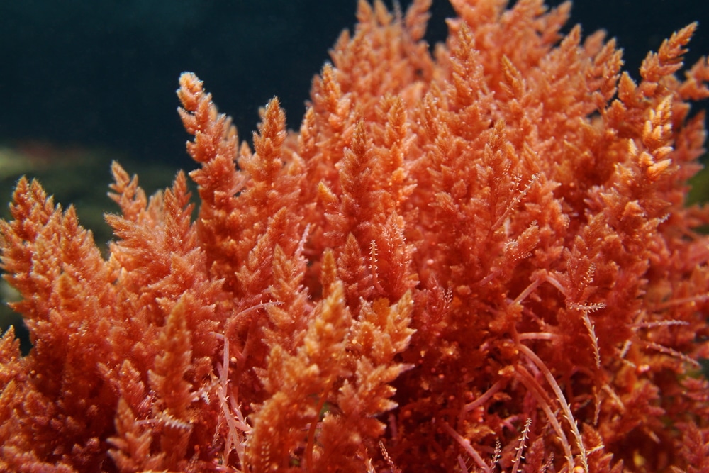 macroalgae saltwater plant