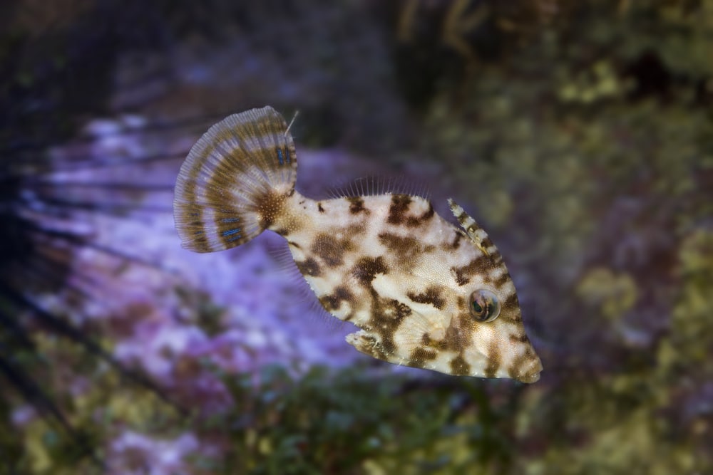 Bristle-tail filefish (Acreichthys tomentosus)