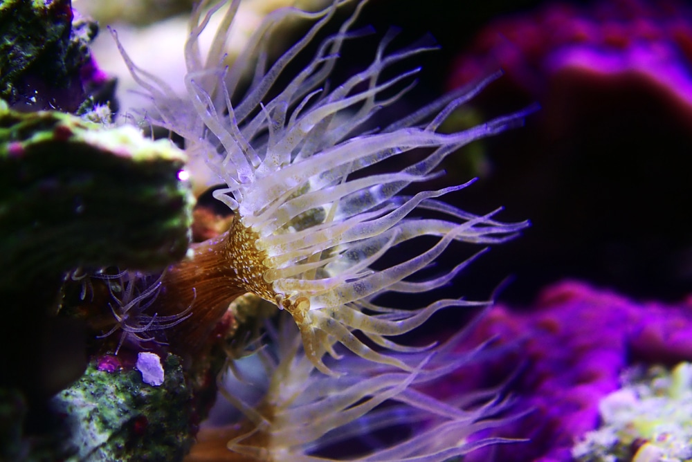 Aiptasia anemone in saltwater aquarium