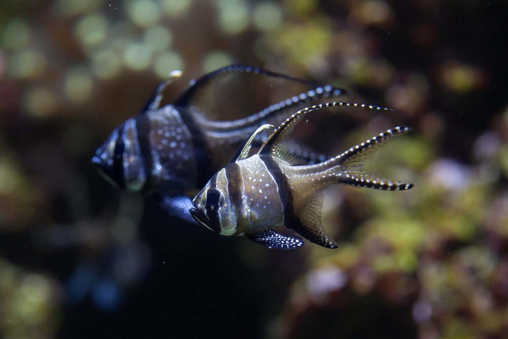 Banggai Kardinalfisch