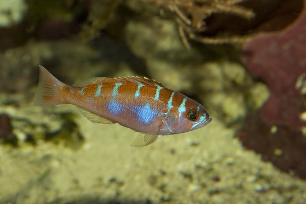 Chalk bass (Serranus tortugarum)